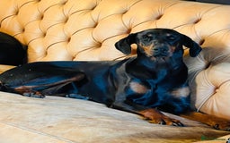 Dobermann dogs for sale: Caesar Blue bred Dobermans   - Image 2
