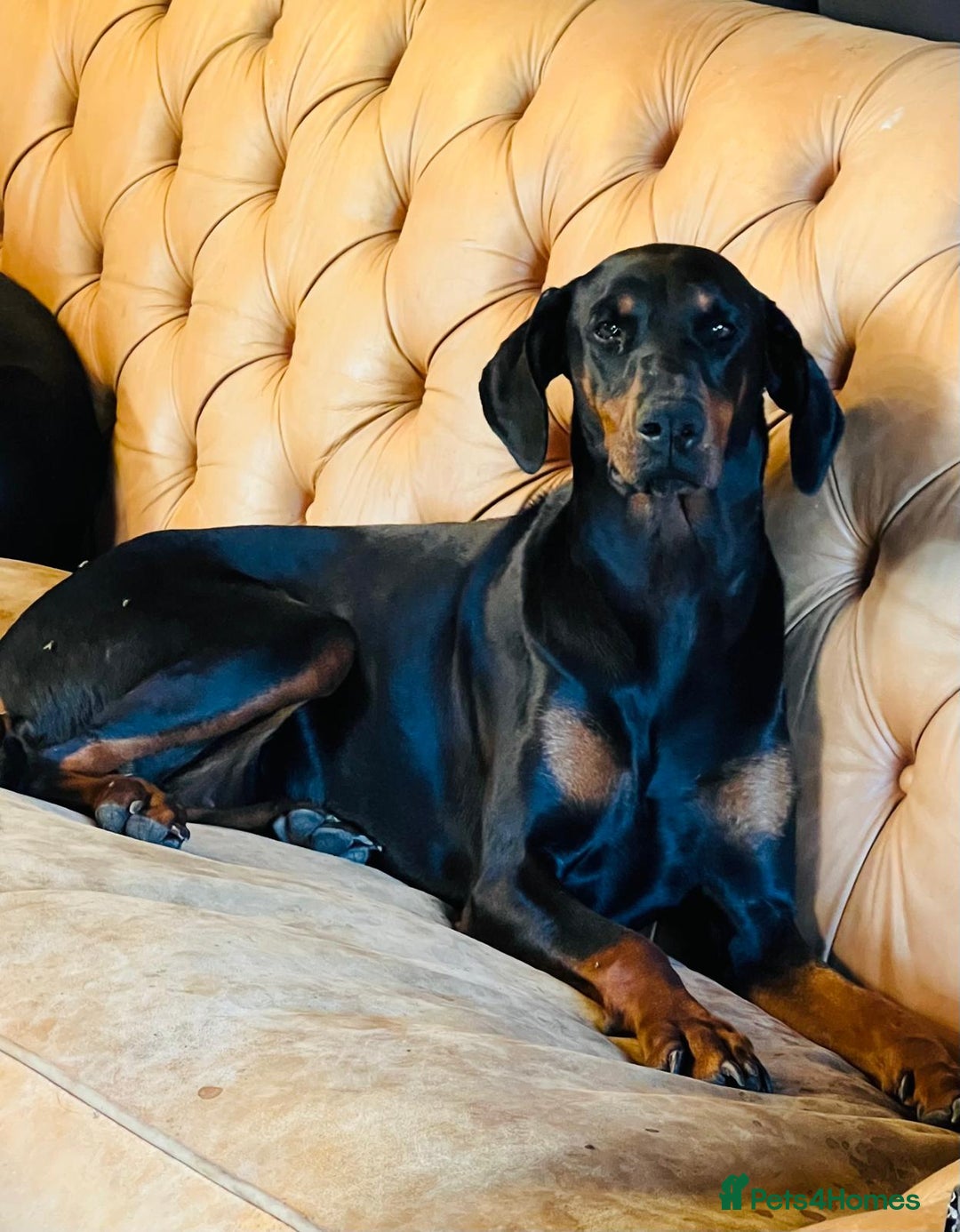 Dobermann dogs for sale: Caesar Blue bred Dobermans   - Image 2