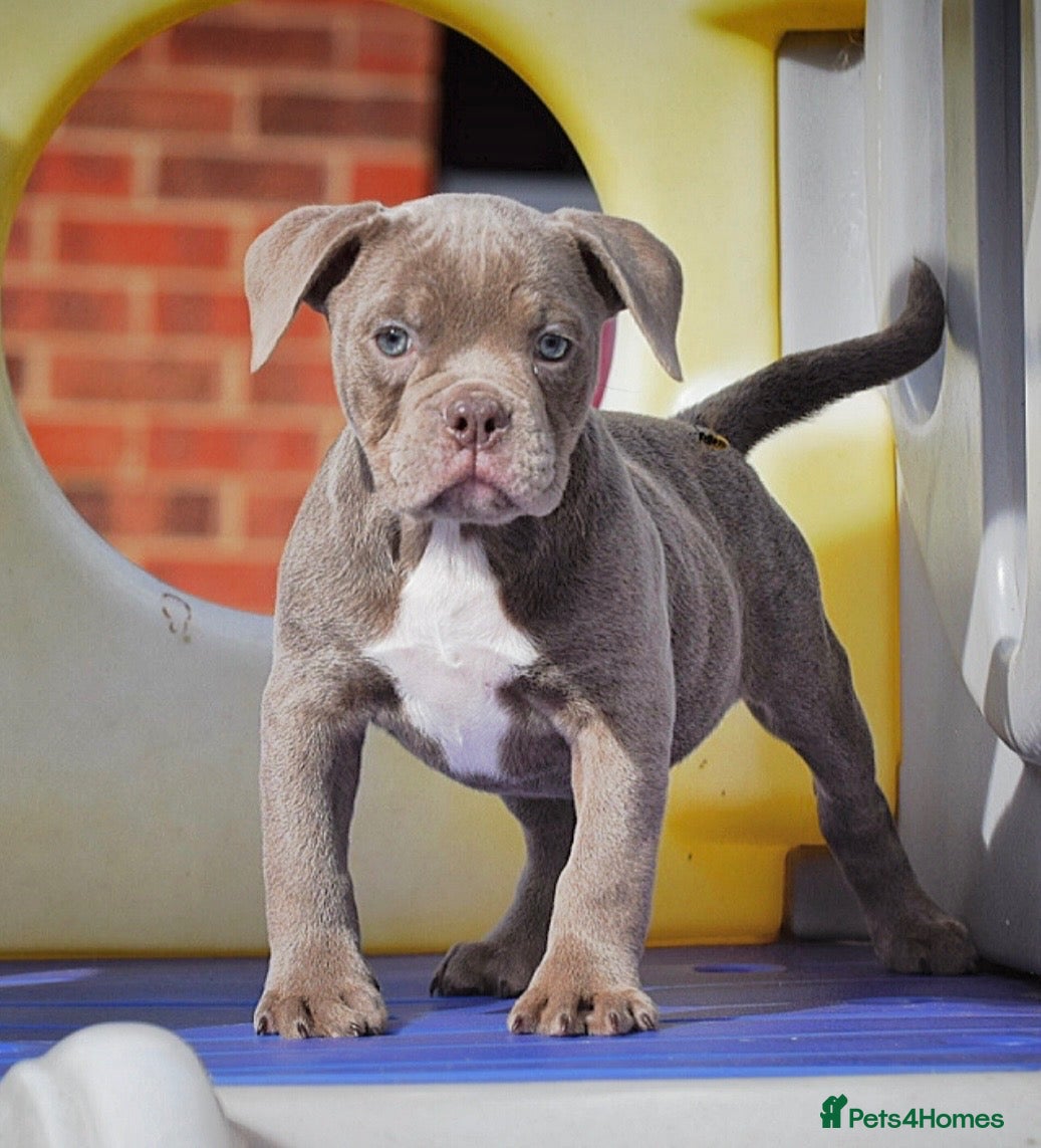 Old Tyme Bulldog dogs Trusted breeder of 24 years  - Advert 4