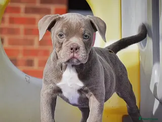 Old Tyme Bulldog dogs Trusted breeder of 24 years - Advert 4