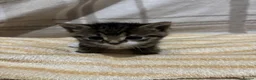 Mixed Breed cats for sale: 5 Kittens  in Lochgelly - Advert 4