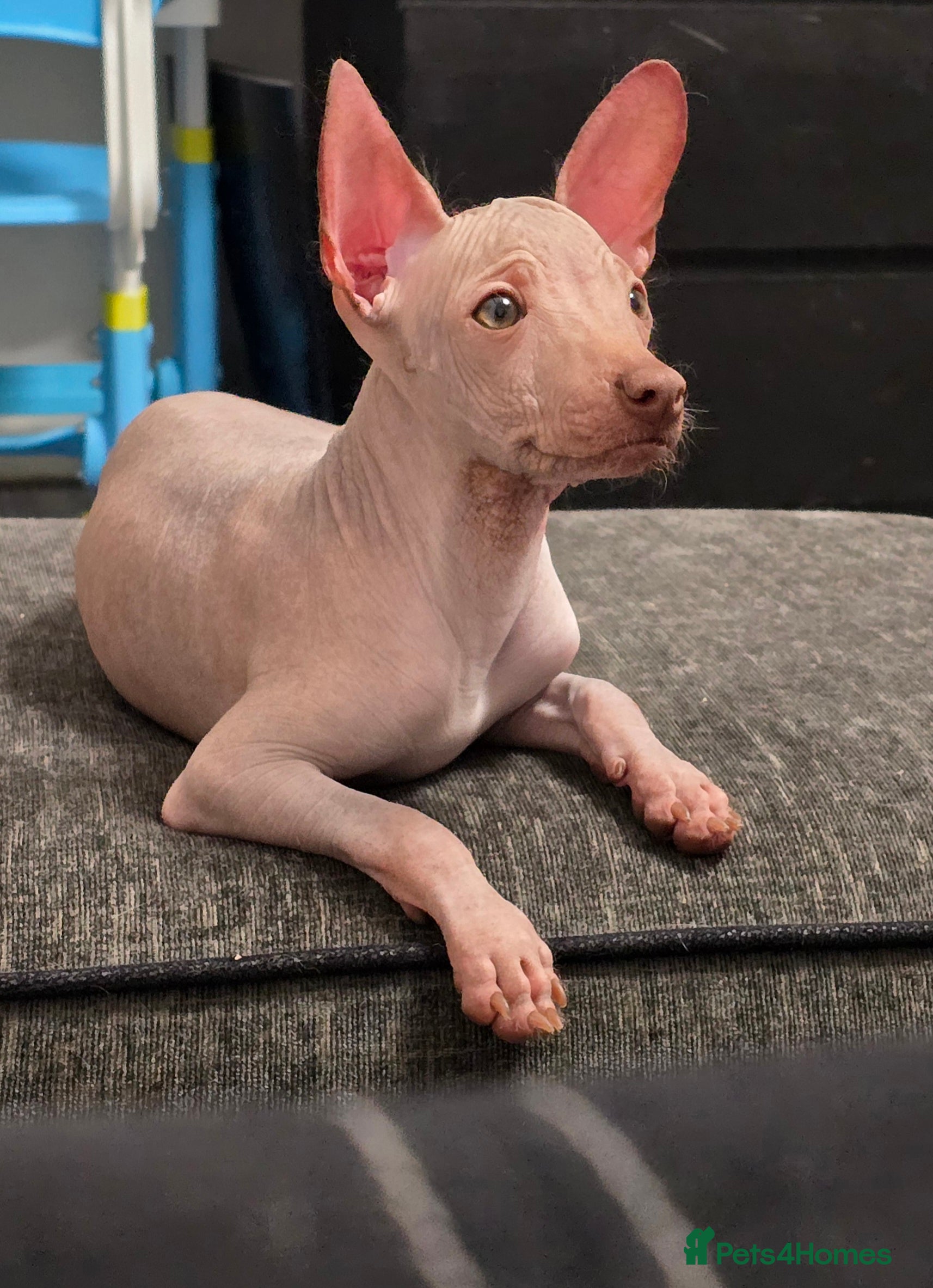 Mexican Hairless dogs Kc registered Xoloitzcuintle Last liver boy  - Advert 1