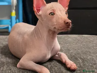 Mexican Hairless dogs Kc registered Xoloitzcuintle Last liver boy - Advert 1