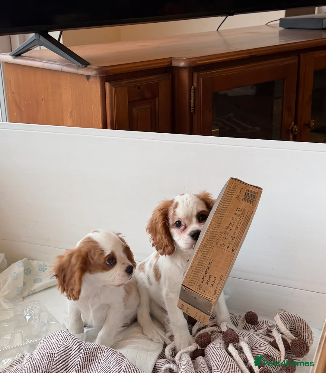 Cavalier King Charles Spaniel dogs for sale: Kc registered cavalier king charles puppies - Advert 31