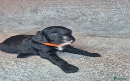 Irish Doodle dogs for sale: Toy Irish Doodle Puppies For Sale  - Image 7