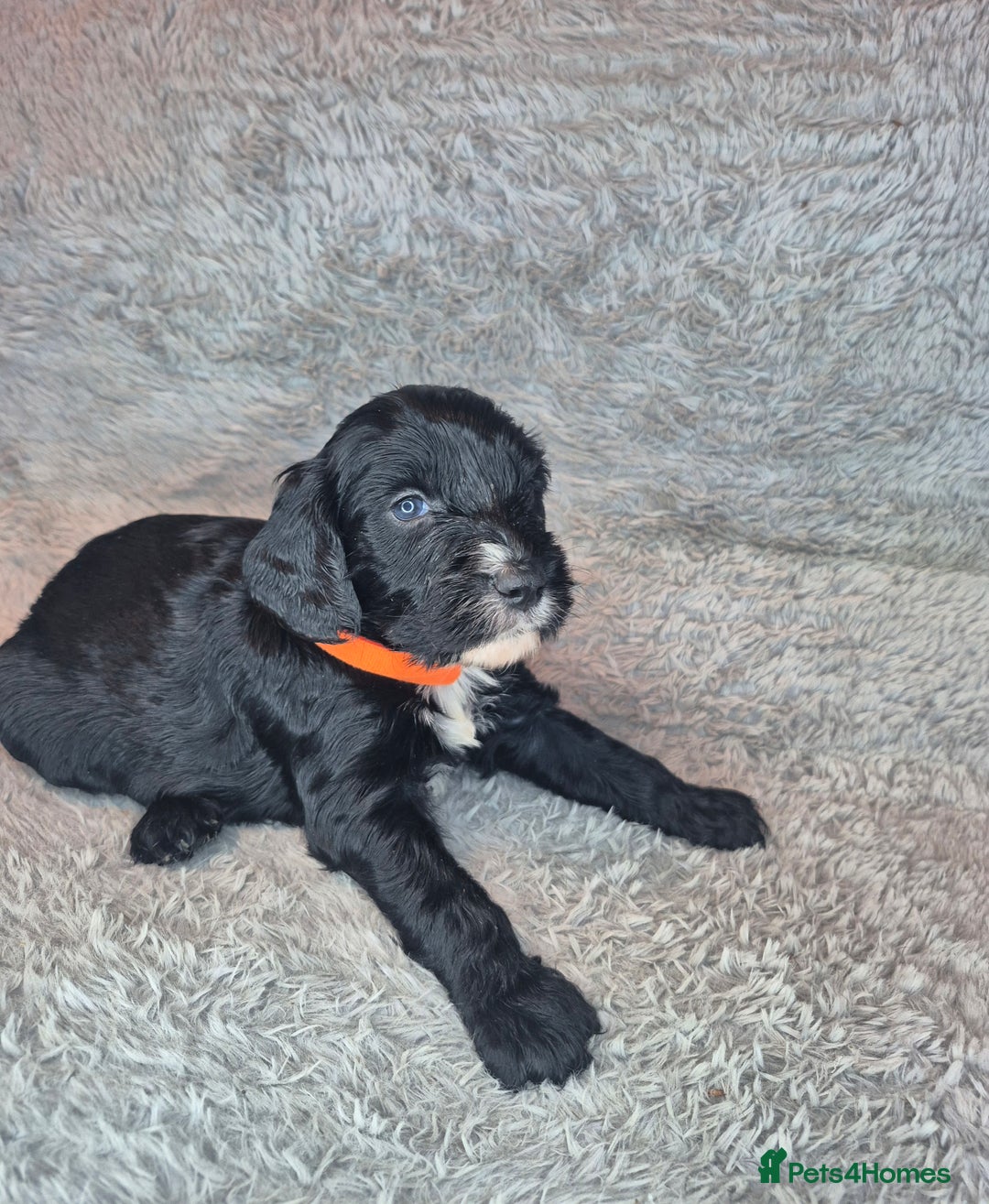 Irish Doodle dogs for sale: Toy Irish Doodle Puppies For Sale  - Image 7