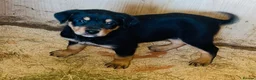 Rottweiler dogs for sale: 5 Beautiful Rottweiler X puppies  - Advert 9