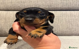 Miniature Dachshund dogs for sale: Mini miniature dachshund puppies  - Image 9