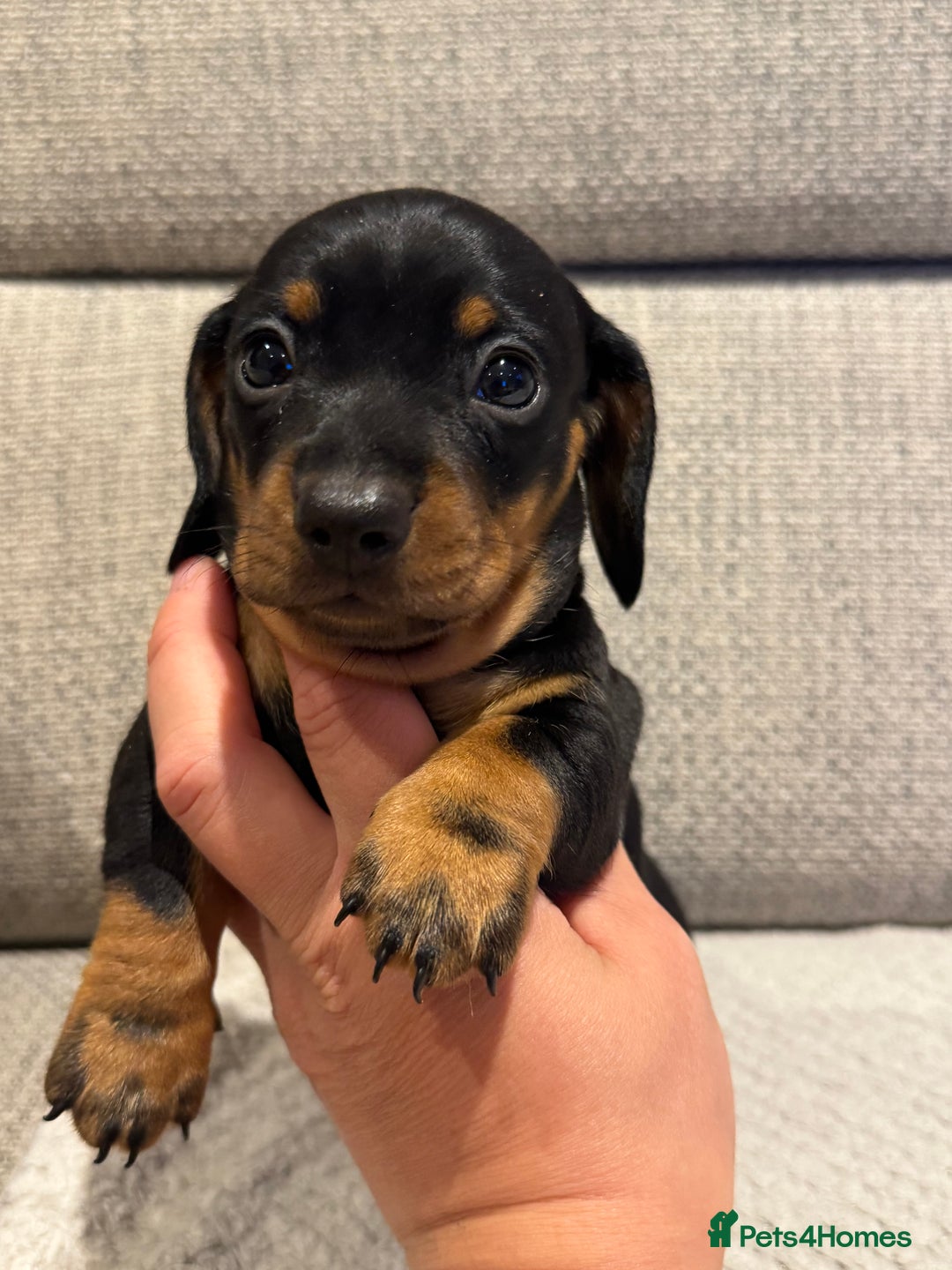 Miniature Dachshund dogs for sale: Mini miniature dachshund puppies  - Image 9