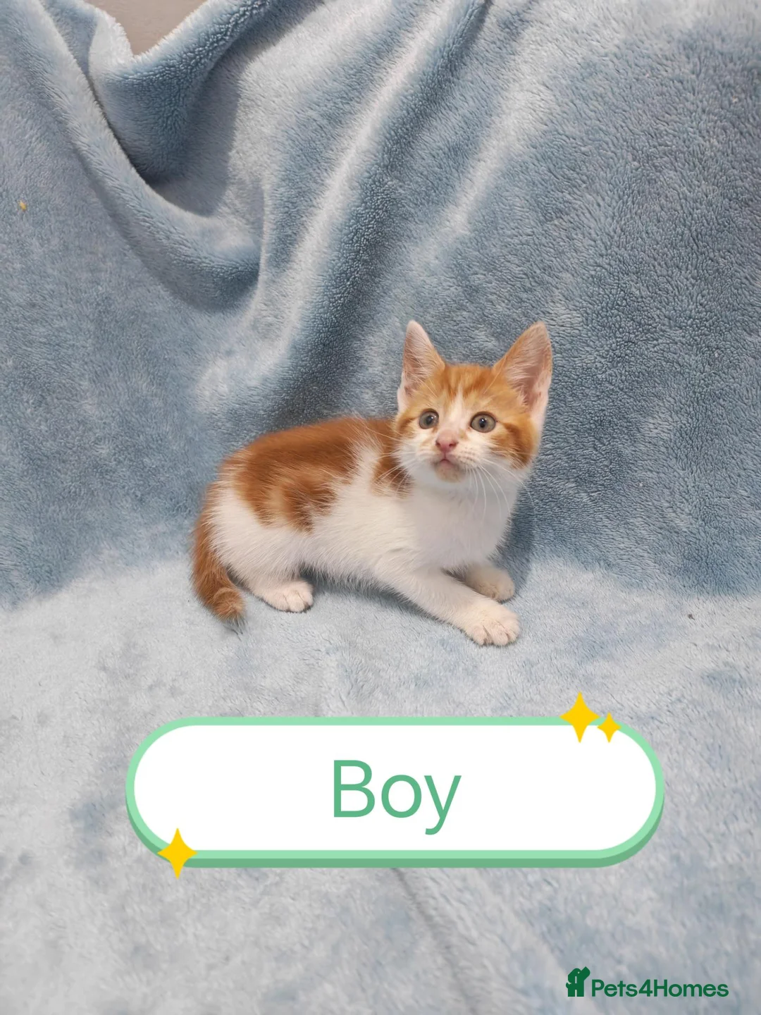Mixed Breed cats for sale: 8 WEEKS OLD FLUFFY Kittens VIDEOS - Advert 2