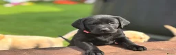 Labrador Retriever dogs for sale: 🐾 Kc reg labrador puppies 🐾  in Beccles - Advert 4