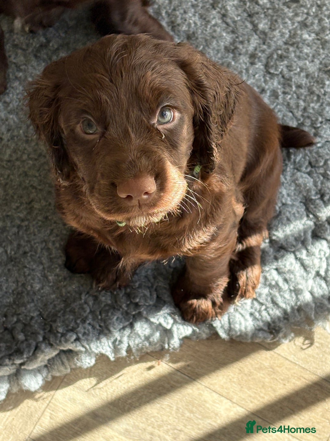 Cocker Spaniel dogs for sale: Two beautiful boy working cocker spaniels left - Advert 11