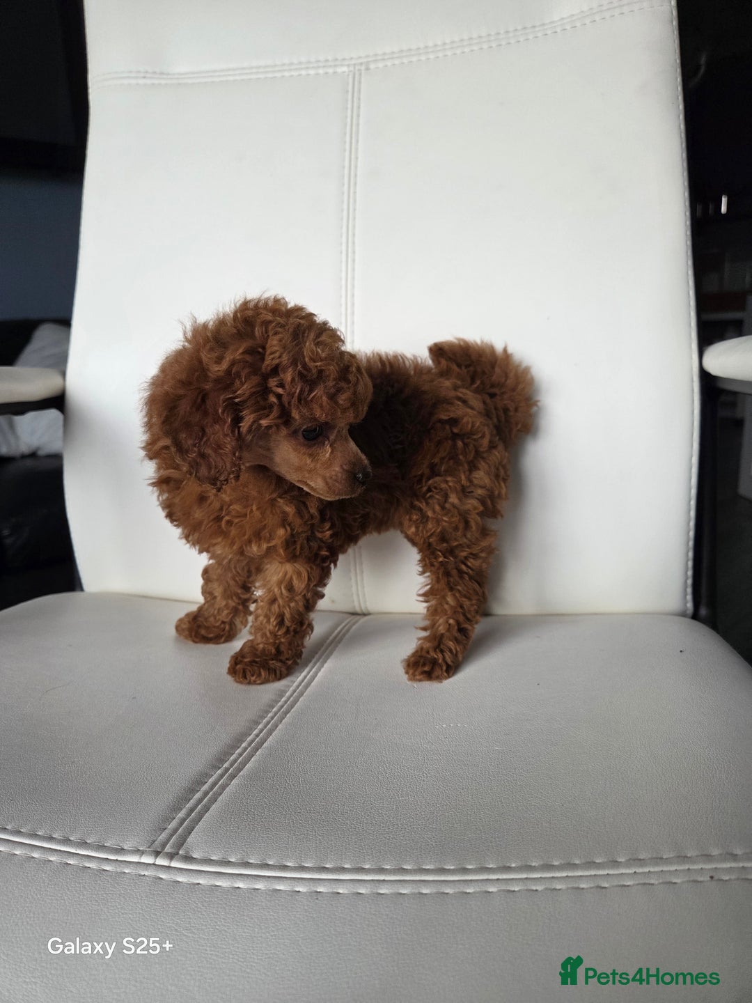 Toy Poodle dogs for sale: Tiny toy poodle red girl  - Advert 5