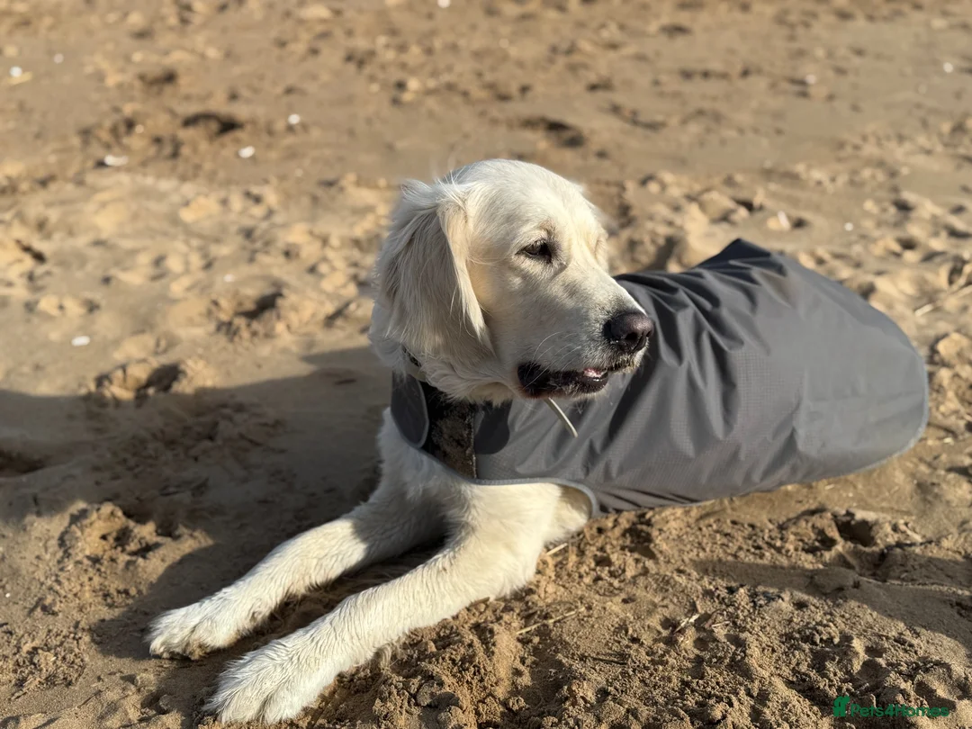Golden Retriever dogs for sale:  Two Beautiful English Cream Golden Retriever Boys - Advert 1