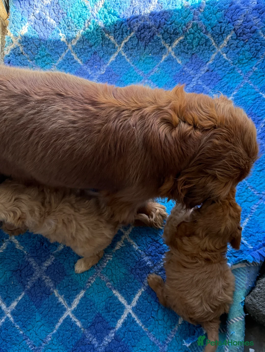 Cavapoo dogs for sale: Beautiful F1 Cavapoo Puppies - Advert 9