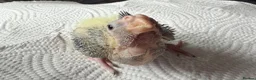 Cockatiels birds for sale: Baby cockatiel  - Advert 5