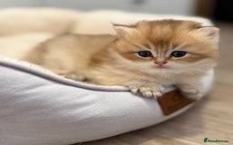British Shorthair cats for sale: 🌟Purebred British Shorthair Golden Kittens🌟 - Image 6