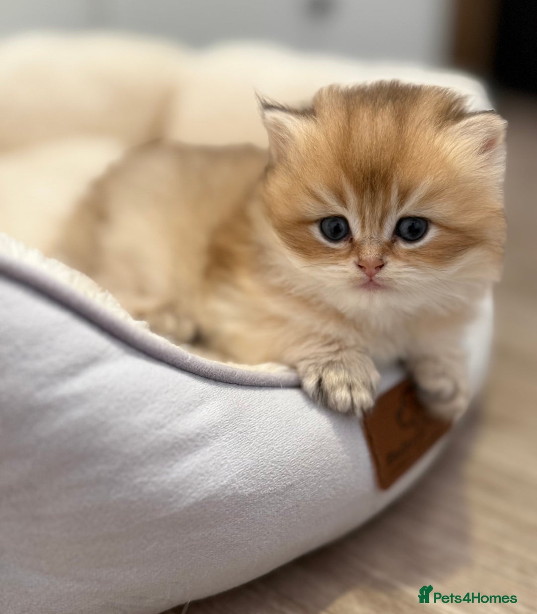 British Shorthair cats for sale: 🌟Purebred British Shorthair Golden Kittens🌟 - Image 6