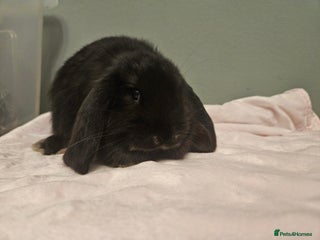French Lop rabbits French lop ** last one left** - Advert 3