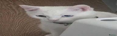 White male, heterochromia eyes