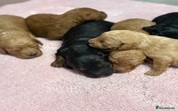 Jackapoo dogs for sale: Beautiful litter of 6 F1B Jackapoos - Image 7
