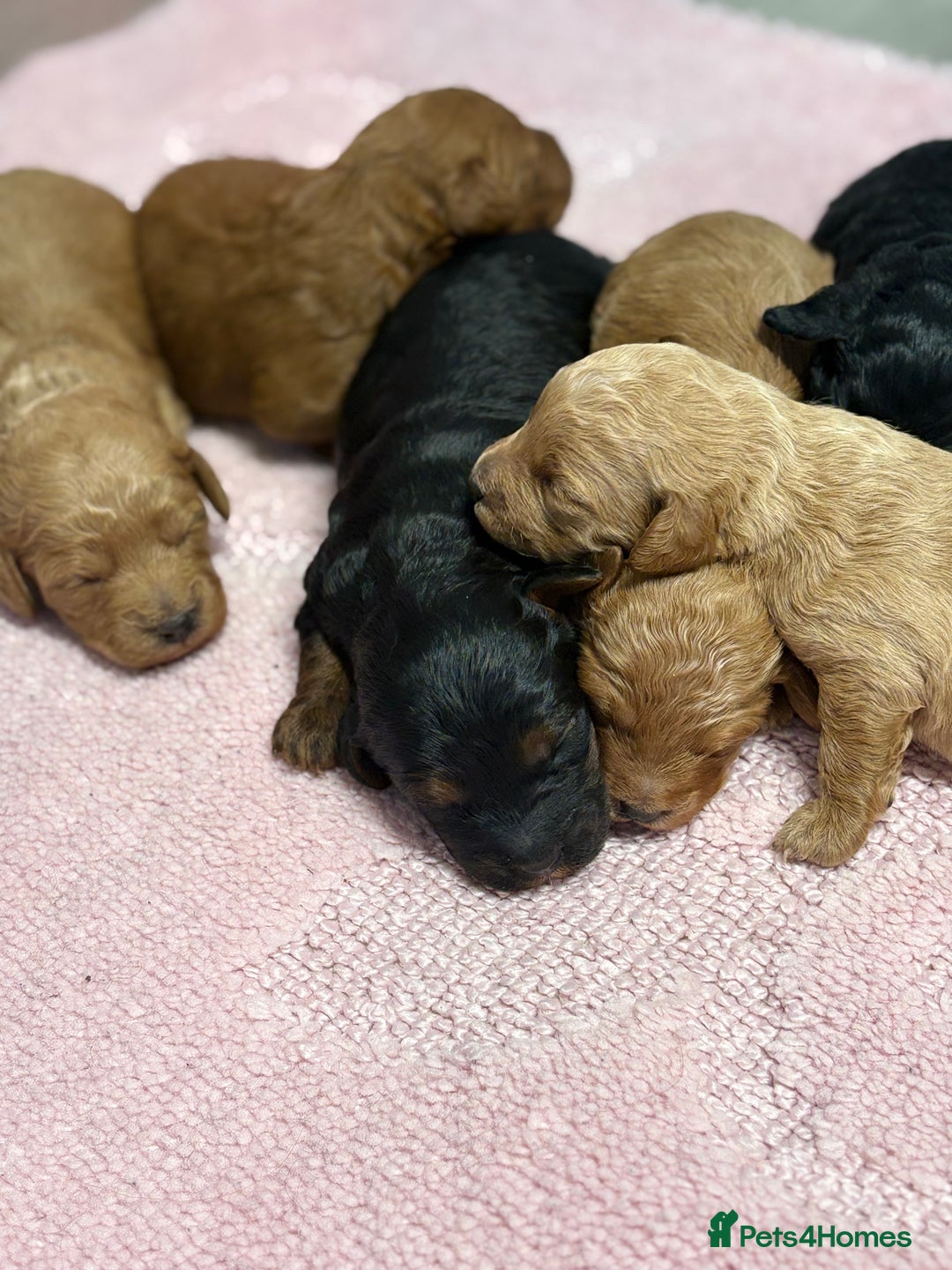 Jackapoo dogs for sale: Beautiful litter of 6 F1B Jackapoos - Image 7