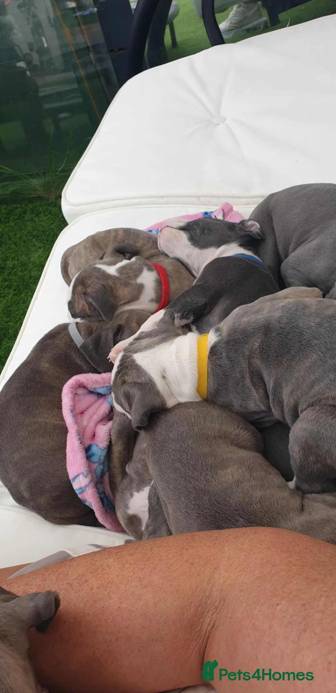 Staffordshire Bull Terrier dogs for sale: Boy/Girl  in Dundee - Advert 1