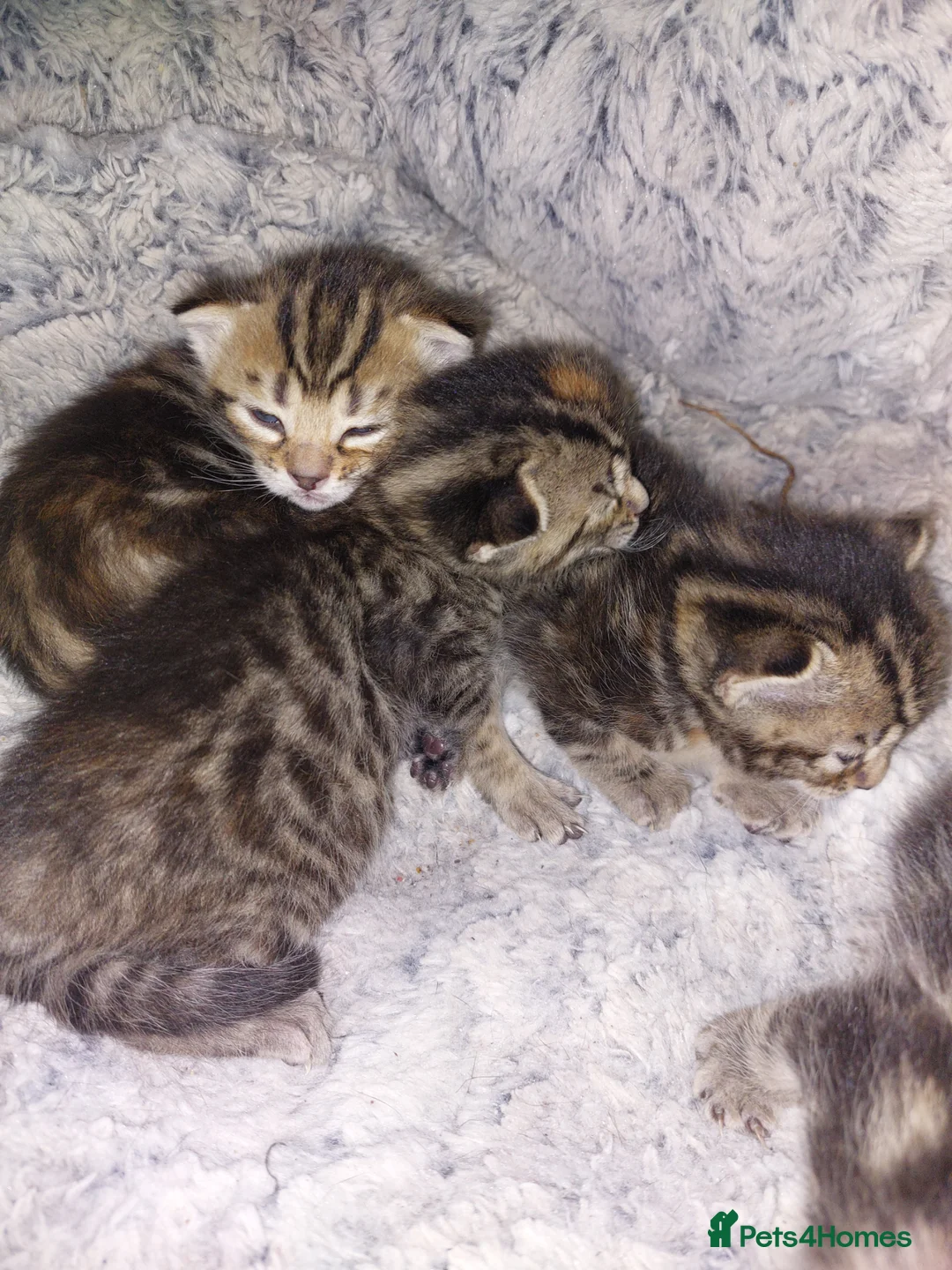 Mixed Breed cats for sale: Beautiful mixed tabby&bengal  in Clydebank - Advert 6