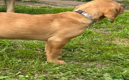 Labrador Retriever dogs for sale: Ready to go! KC reg Labradors (yellow/Foxred) - Image 20