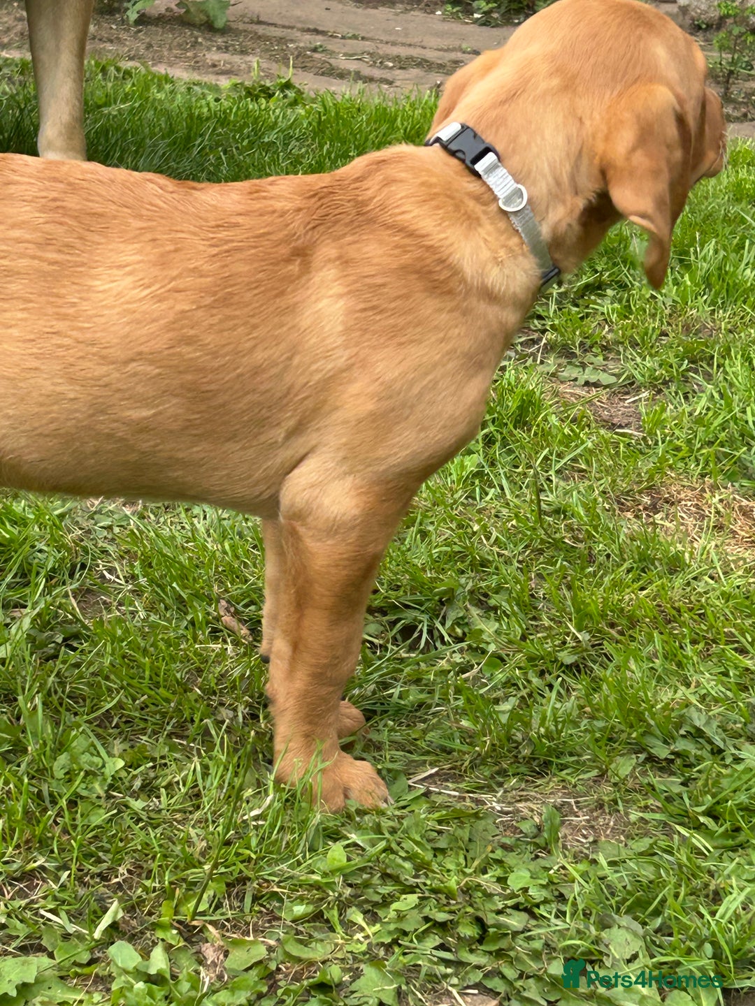 Labrador Retriever dogs for sale: Ready to go! KC reg Labradors (yellow/Foxred) - Image 20