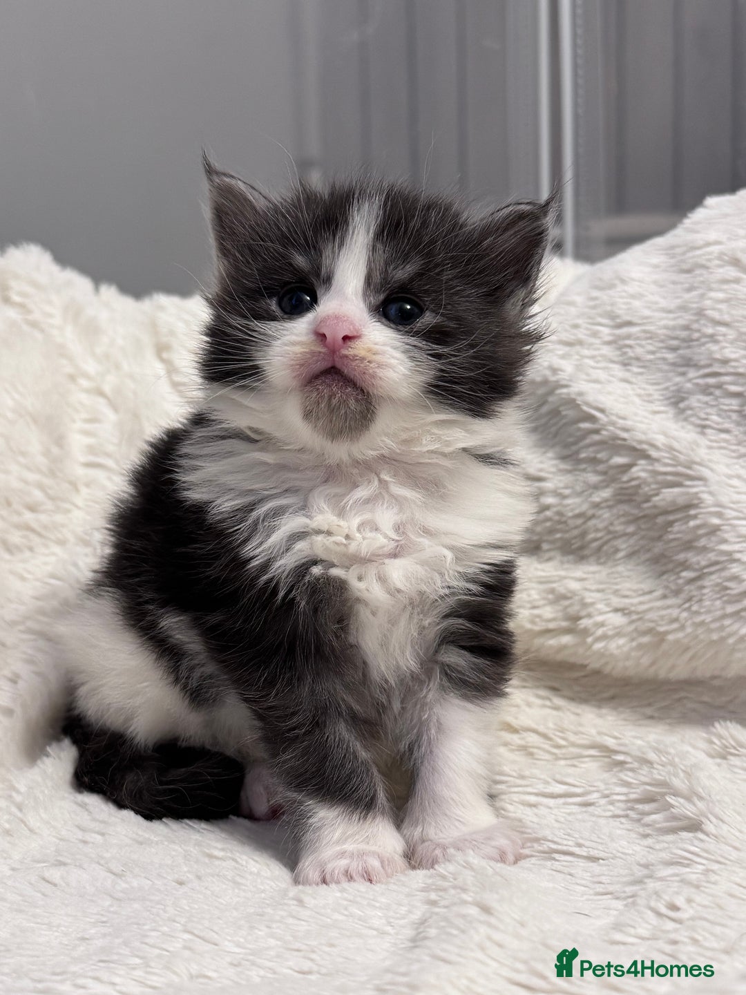 Maine Coon cats for sale: 🌟🌟Beautiful  Maine Coon kittens 🌟🌟🌟 - Advert 17