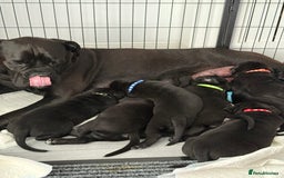 Cane Corso dogs for sale: Cane corso pups - Image 12