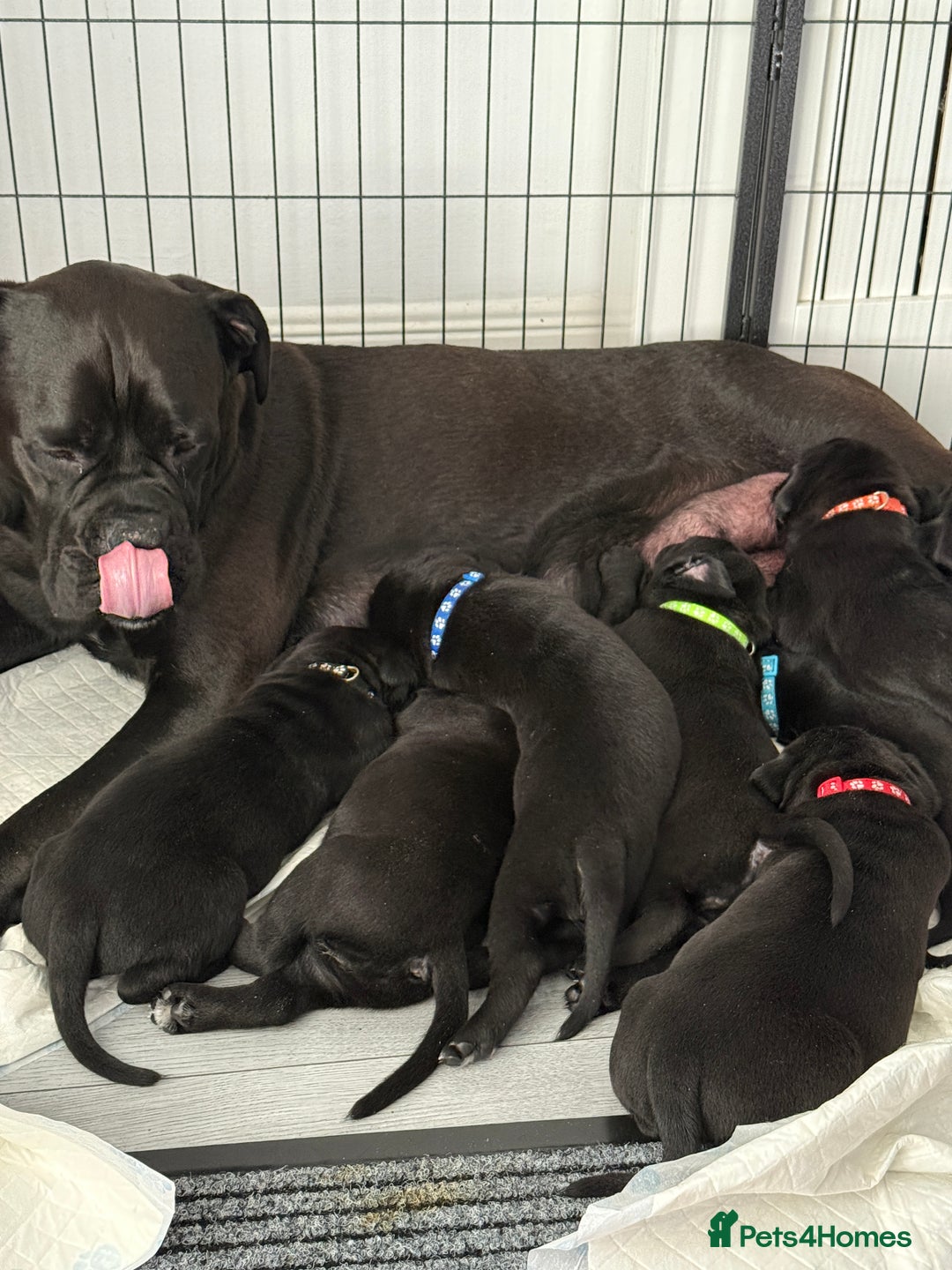 Cane Corso dogs for sale: Cane corso pups - Image 12