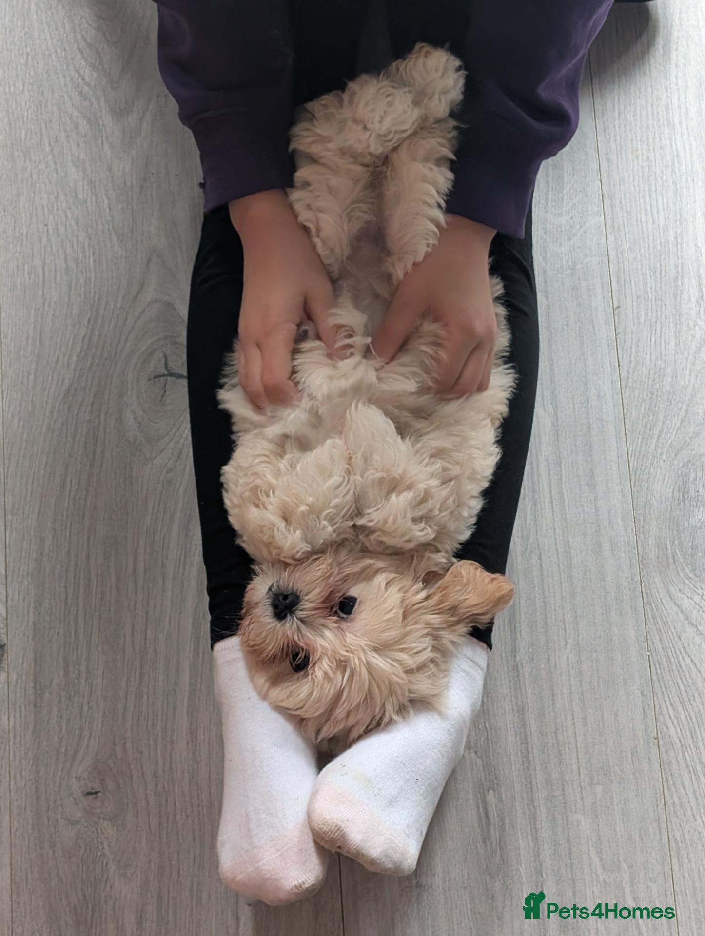 Shihpoo dogs LAST ONE LEFT! Gorgeous shih-poo puppies - Advert 6