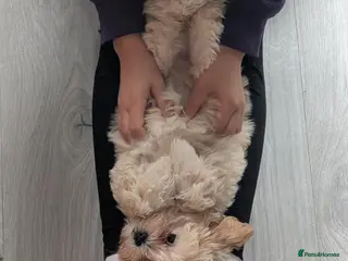 Shihpoo dogs LAST ONE LEFT! Gorgeous shih-poo puppies - Advert 6