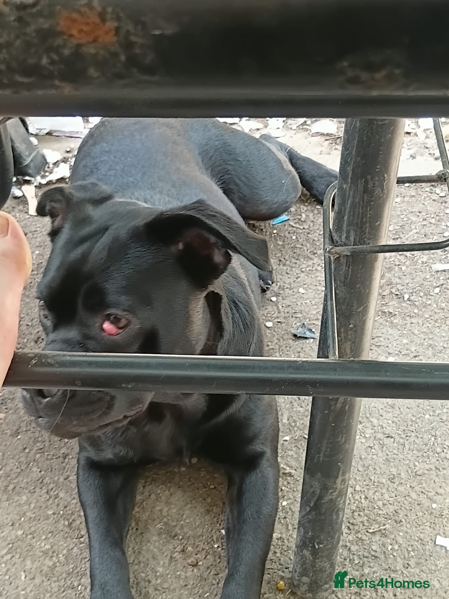 Mixed Breed dogs Frenchie cross labrador - Advert 1