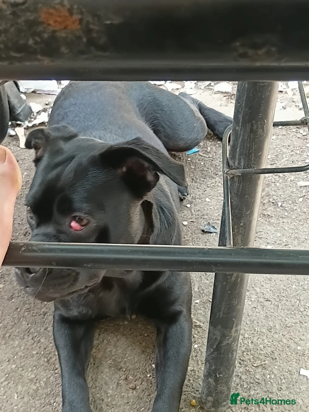 Mixed Breed dogs for sale: Frenchie cross labrador - Advert 1