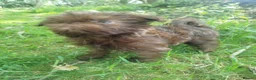 Griffon Bruxellois dogs for sale: Chocolate male - Advert 30