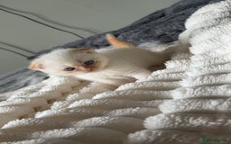 Himalayan cats for sale: 3 kittens Himalayan x Scottish fold Ready now - Image 16