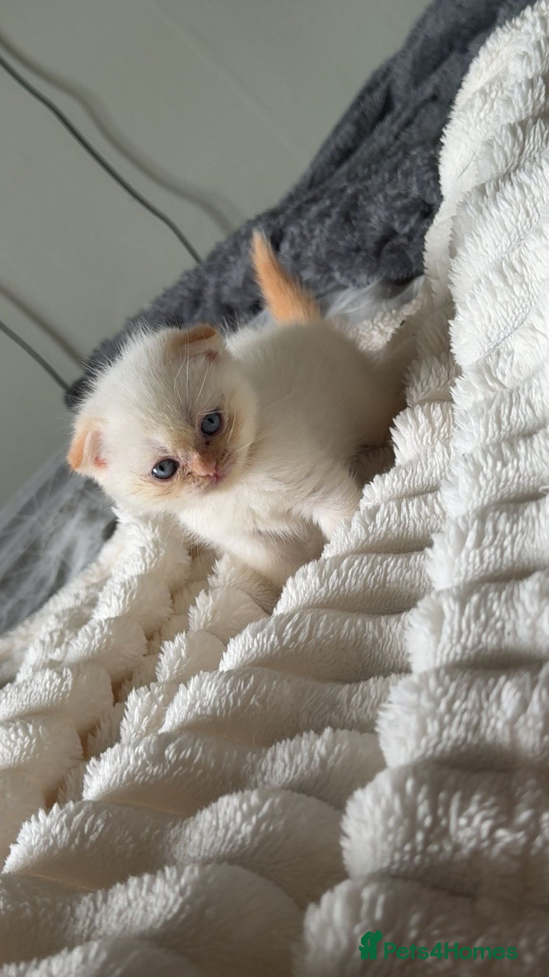 Himalayan cats for sale: 3 kittens Himalayan x Scottish fold Ready now - Image 16