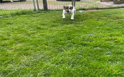 Jack Russell dogs for stud: Jack Russell available for stud  - Image 2