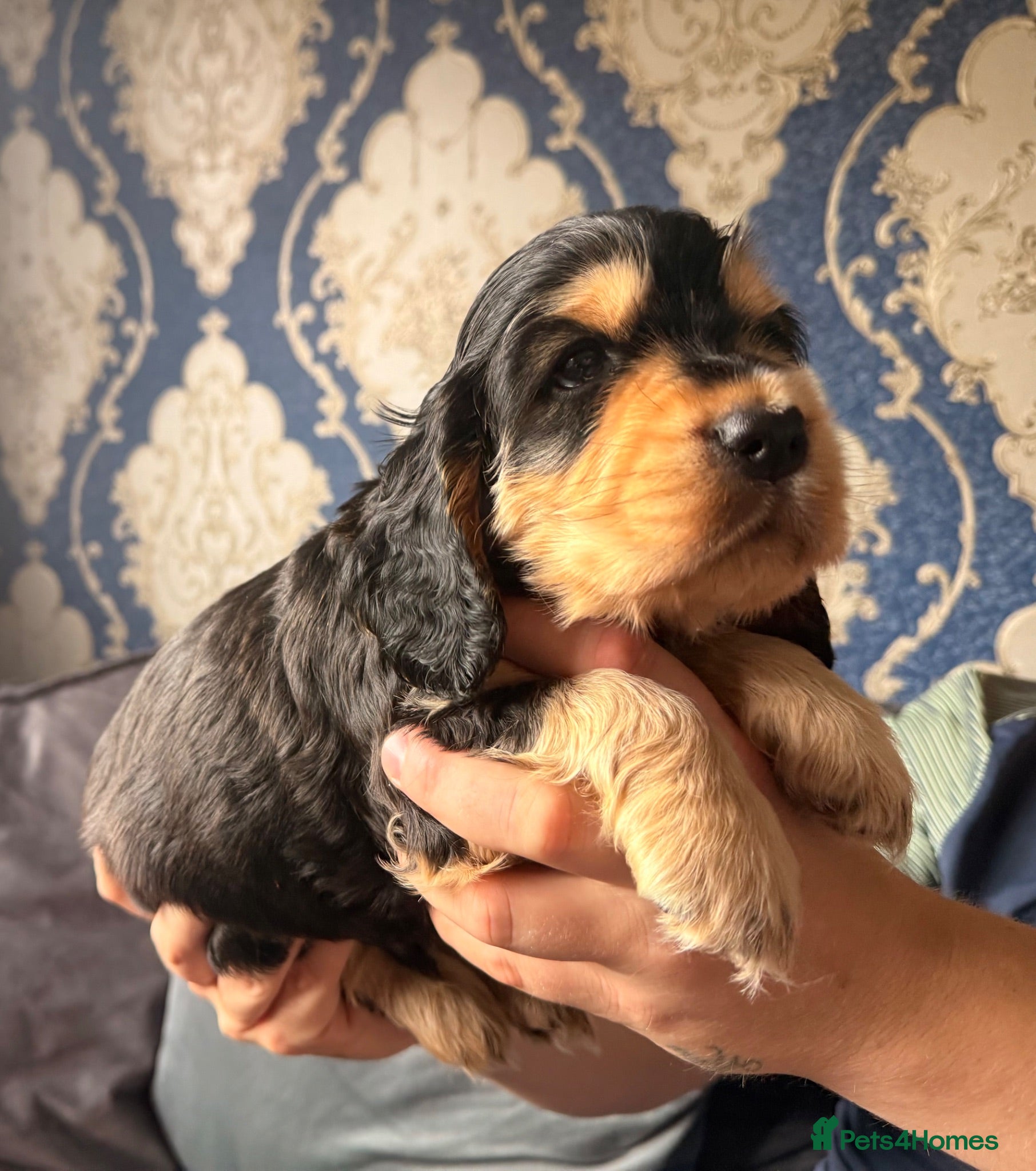 Cocker Spaniel dogs KC registered Black & Tan Sable Boy 🩵 - Advert 2