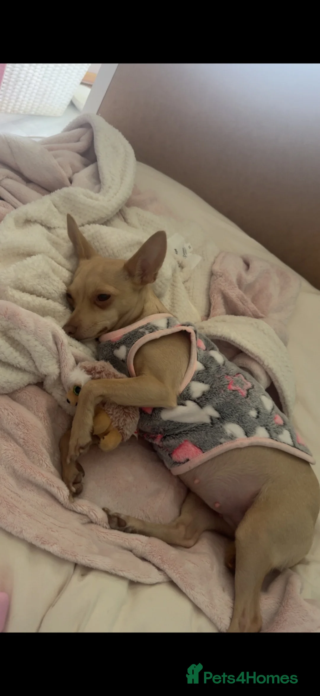 Chihuahua dogs for sale: Beautiful Female Chihuahua Puppies for sale in Bordon - Advert 11