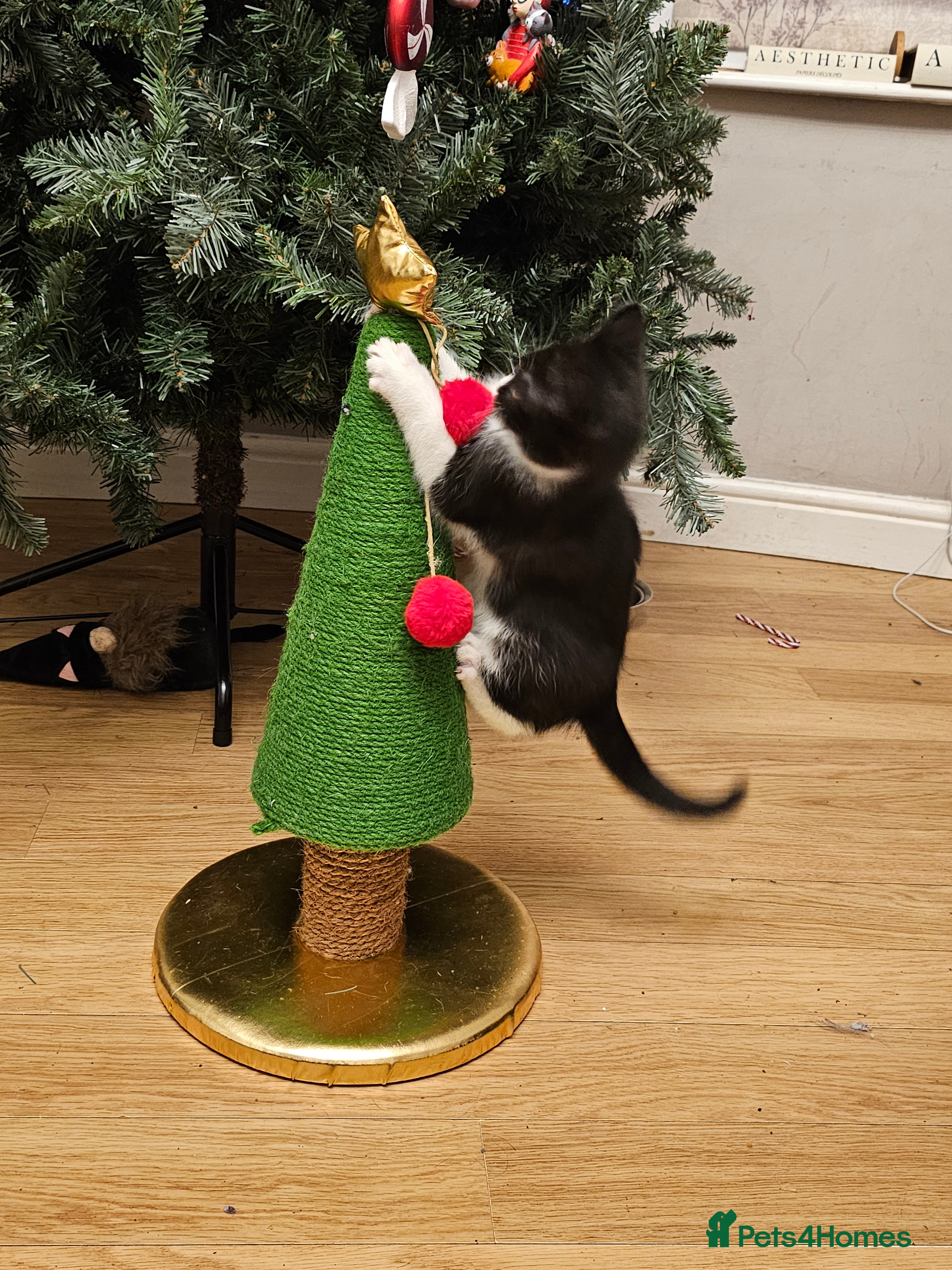 Mixed Breed cats Black and black and white BSH mix DSH - Advert 1