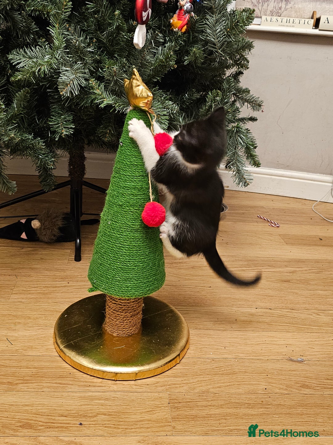 Mixed Breed cats for sale: Black and black and white BSH mix DSH - Advert 1