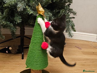 Mixed Breed cats Black and black and white BSH mix DSH - Advert 1