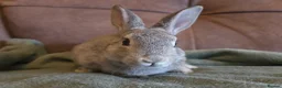 Rex rabbits for sale: Last stunning chinchilla mini rex rabbit - Advert 2