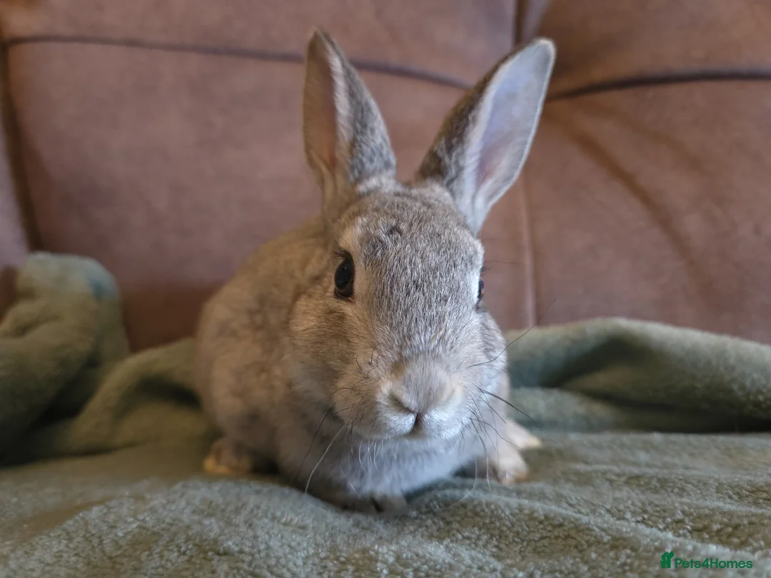 Rex rabbits for sale: Last stunning chinchilla mini rex rabbit - Advert 2