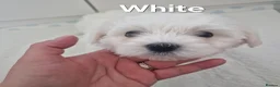Maltese dogs for sale: Beautiful girls - Advert 6