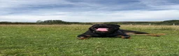 Rottweiler dogs for sale: Rehome in Clitheroe - Advert 3